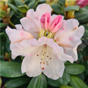 Rhododendron 'Gartendirektor Rieger'
